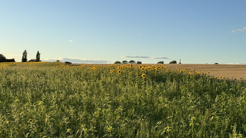 sunflower field with blue sky and endless view