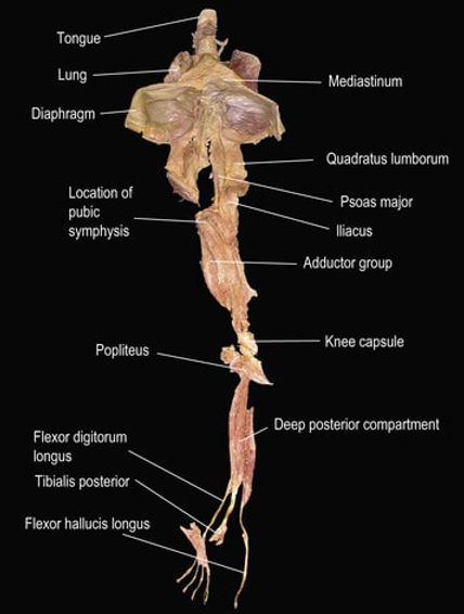 fascia tongue toe, chiropractic, chiropractic chester